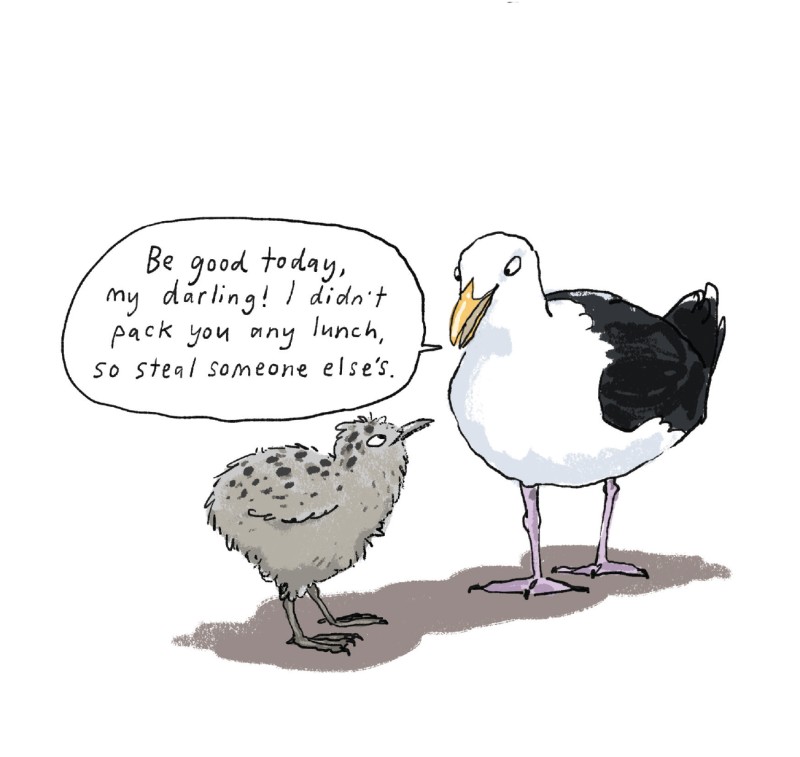 Seagull comic from Omnibird. © Giselle Clarkson | Issue 253 